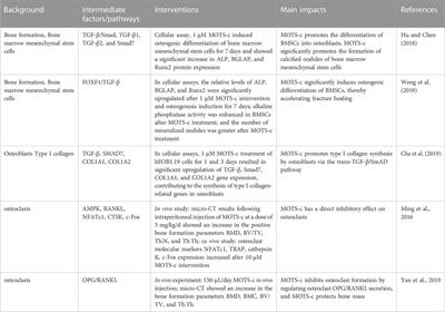 Role of MOTS-c in the regulation of bone metabolism